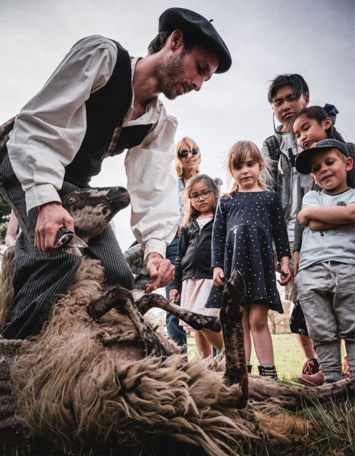tonte traditionnelle forces mouton marqueze brebis espiaube
