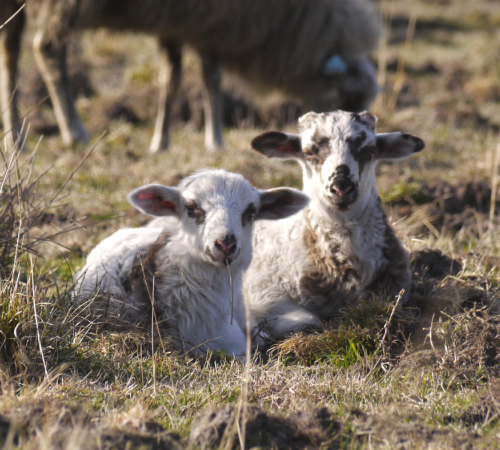 Les animaux à l'écomusée de Marquèze dans les Landes de Gascogne