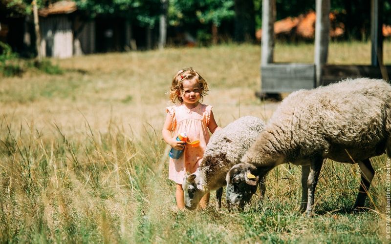 Les animaux à l'écomusée de Marquèze dans les Landes de Gascogne